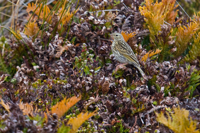 Correndera Pipit